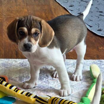 Jazzy June -  Beagle and Mixed Breed Dog for Adoption in Fredericksburg, Virginia - Jazzy June | PetCurious