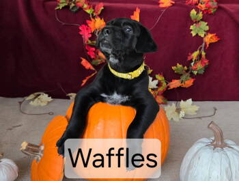 Rescue Labrador Retriever Dogs for Adoption in San Diego, California - Ebony's Waffles | PetCurious