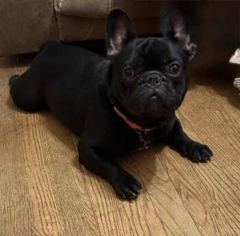 Rescue French Bulldog Dogs for Adoption in Concord Farr, Tennessee - Atticus Finch | PetCurious
