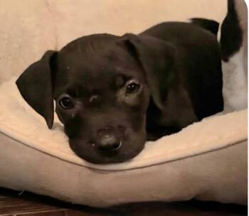 Meatball -  Labrador Retriever and Mixed Breed Dog for Adoption in St. Augustine, Florida - Meatball | PetCurious
