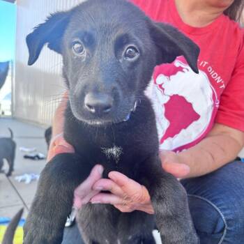 Blue argyle (JackJack) -  Mixed Breed Dog for Adoption in Bismarck, North Dakota - Blue Argyle (JackJack) | PetCurious