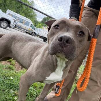 Bellis -  Mixed Breed Dog for Adoption in Chattanooga, Tennessee - Bellis | PetCurious