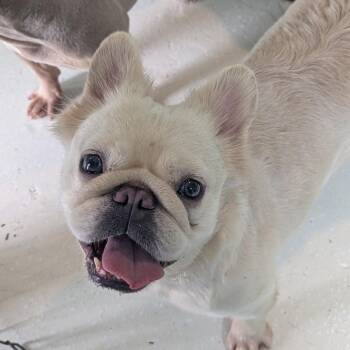 Pinina 9624 -  French Bulldog Dog for Adoption in Loxahatchee Groves, Florida - Pinina 9624 | PetCurious