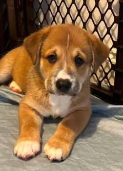 Cosmo -  Hound and Labrador Retriever Dog for Adoption in Malvern, Pennsylvania - Cosmo | PetCurious