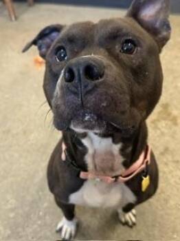 Lorenzo -  Pit Bull Terrier Dog for Adoption in Cleveland, Ohio - Lorenzo | PetCurious