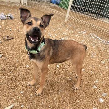 Thelma Lou -  Mixed Breed Dog for Adoption in Bentonville, Arkansas - Thelma Lou | PetCurious