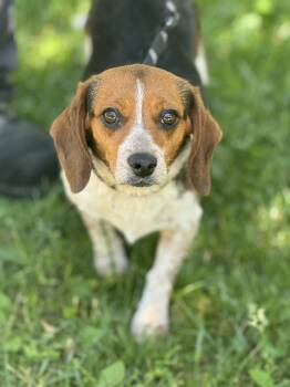 Beagle Dogs Available for Adoption in Meherrin, Virginia - Peach | PetCurious