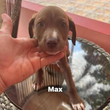 Max -  Labrador Retriever Dog for Adoption in Rincón, Rincón - Max | PetCurious
