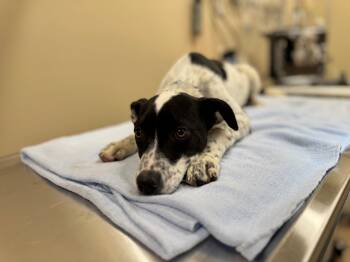 Rescue Australian Cattle Dog Blue Heeler and Mixed Breed Dogs for Adoption in Hackensack, Minnesota - Larry | PetCurious