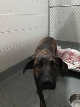 Mixed Breed Dogs Available for Adoption in Sevierville, Tennessee - Walter | PetCurious