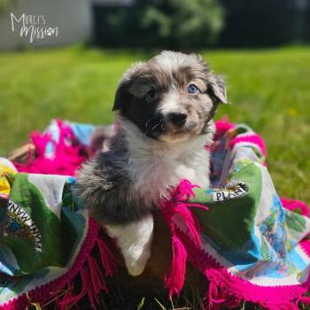 Cheeto -  Australian Shepherd Dog Available for Adoption in Spokane, Washington - Cheeto | PetCurious