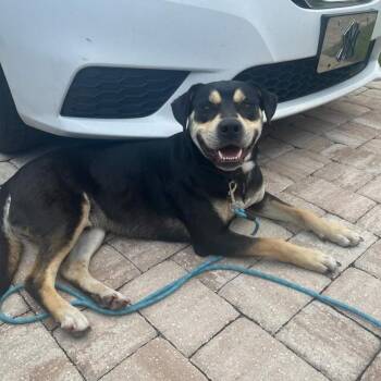 Rescue Rottweiler and Labrador Retriever Dogs for Adoption in Jacksonville, Florida - Judge | PetCurious