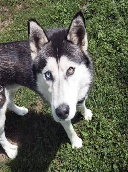 Mixed Breed Dogs Available for Adoption in Nashville, Tennessee - Vega | PetCurious