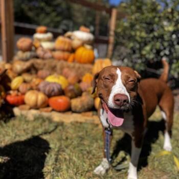Josie Ella the Peace Bringing Princess -  Pit Bull Terrier and German Shorthaired Pointer Dog for Adoption in Friendswood, Texas - Josie Ella The Peace Bringing Princess | PetCurious