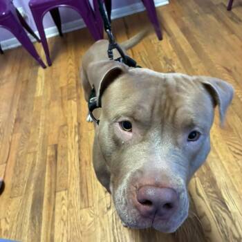 Eddie -  Pit Bull Terrier Dog for Adoption in Northbrook, Illinois - Eddie | PetCurious