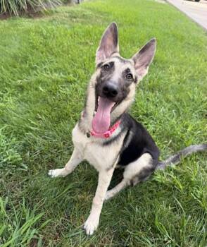Zeta -  German Shepherd Dog Dog for Adoption in Lucas, Texas - Zeta | PetCurious