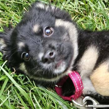 Raven -  Corgi and Shepherd Dog for Adoption in Avon, Ohio - Raven | PetCurious
