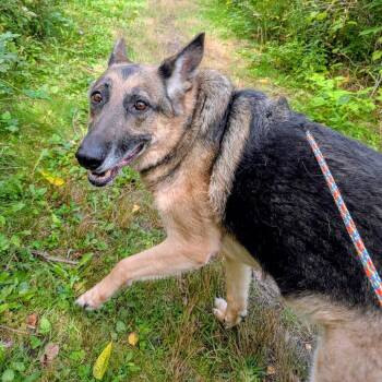Athena -  Mixed Breed Dog for Adoption in Walker, Michigan - Athena | PetCurious