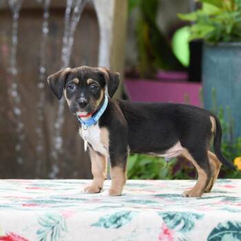 Terrier and Mixed Breed Dogs Available for Adoption in Wake Forest, North Carolina - Wolverine | PetCurious