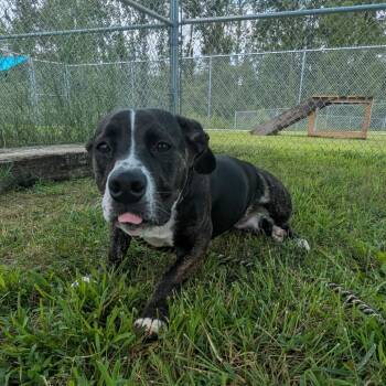 Lexus "Lexi" -  Australian Cattle Dog Blue Heeler and Basset Hound Dog for Adoption in Smithville, Tennessee - Lexus "Lexi" | PetCurious