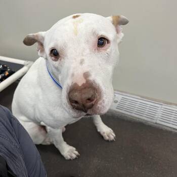 Chico 53862 -  Pit Bull Terrier Dog for Adoption in Las Vegas, Nevada - Chico 53862 | PetCurious