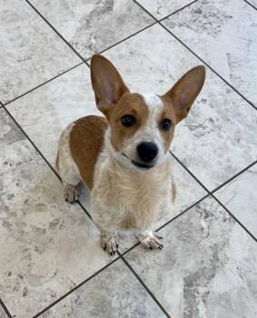 Cardigan Welsh Corgi and Australian Cattle Dog Blue Heeler Dogs Available for Adoption in Kalamazoo, Michigan - SLIM JIM | PetCurious