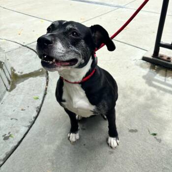 Layla -  Pit Bull Terrier and Mixed Breed Dog for Adoption in Chicago, Illinois - Layla | PetCurious