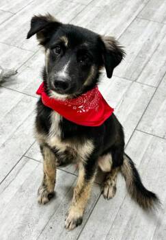 Freeway the handsome Shepherd mix -  German Shepherd Dog Dog for Adoption in Muskego, Wisconsin - Freeway The Handsome Shepherd Mix | PetCurious