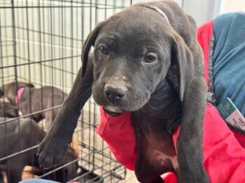 German Shepherd Dog and Mixed Breed Dogs Available for Adoption - MELINDA | PetCurious