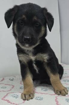German Shepherd Dog Dogs Available for Adoption - Badge Of Honor (B Babies) | PetCurious