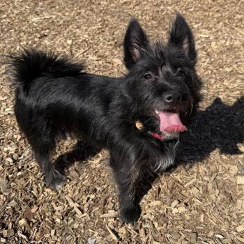 Mixed Breed Dogs Available for Adoption in Wappingers Falls, New York - Frodo | PetCurious