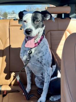 Star -  Boxer and Mixed Breed Dog for Adoption in Akron, Ohio - Star | PetCurious