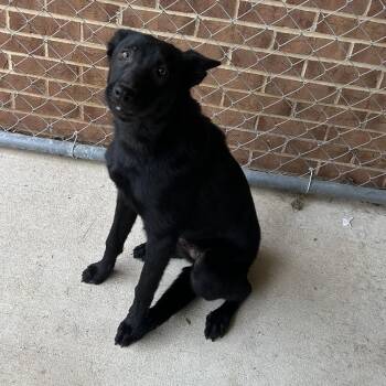 Anne -  Shepherd Dog for Adoption in Birmingham, Alabama - Anne | PetCurious