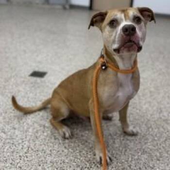 Rambo -  Pit Bull Terrier and Mixed Breed Dog for Adoption in Bullhead City, Arizona - Rambo | PetCurious