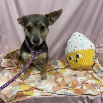 EUGENE -  Chihuahua Dog for Adoption in Modesto, California - EUGENE | PetCurious