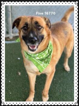 Shepherd Dogs Available for Adoption - FIVE | PetCurious