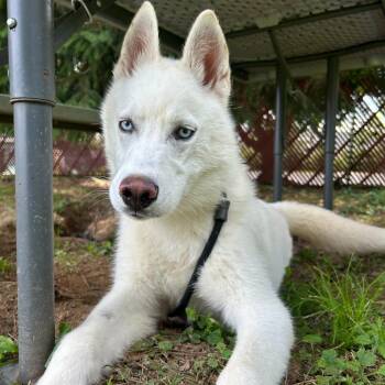 Bleach -  Siberian Husky Dog for Adoption in Louisville, Kentucky - Bleach | PetCurious
