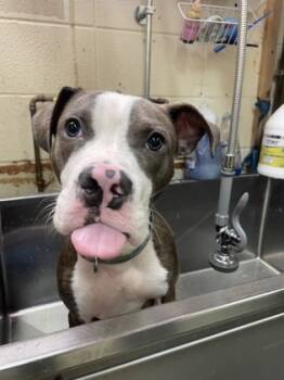 Rescue Mixed Breed Dogs for Adoption in Cincinnati, Ohio - Mark Kerr | PetCurious