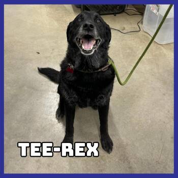 Tee-Rex (Stray) -  Black Labrador Retriever and Mixed Breed Dog for Adoption in Glenwood, Minnesota - Tee-Rex (Stray) | PetCurious