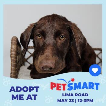 Chocolate Labrador Retriever Dogs Available for Adoption in Fort Wayne, Indiana - Juicy Fruit | PetCurious