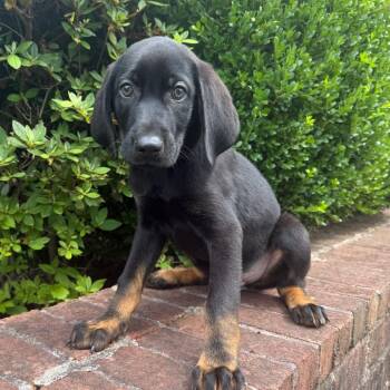 Redbone Coonhound and Mixed Breed Dogs Available for Adoption in Brownsboro, Alabama - Traveler | PetCurious