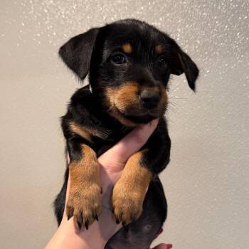 IVHS-Stray-144418 -  Rottweiler and Terrier Dog for Adoption in San Gabriel, California - IVHS-Stray-144418 | PetCurious