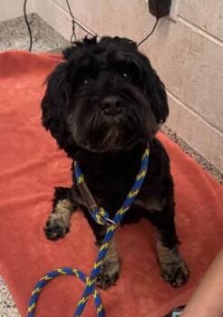 Mia -  English Cocker Spaniel and Miniature Poodle Dog for Adoption in Kansas City, Missouri - Mia | PetCurious