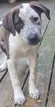 Confetti -  Pointer and Catahoula Leopard Dog Dog for Adoption in Alexander, Arkansas - Confetti | PetCurious