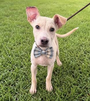 Goose- Sweetest Boy hoping to be chosen. -  Mixed Breed Dog for Adoption in Conway, South Carolina - Goose- Sweetest Boy Hoping To Be Chosen. | PetCurious