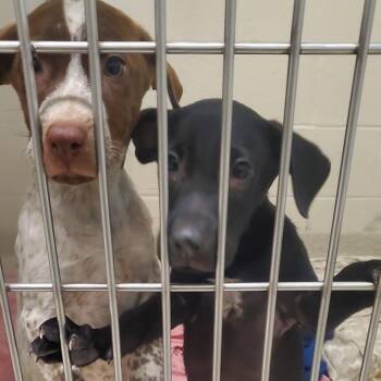 Daphne -  German Shorthaired Pointer Dog for Adoption - Daphne | PetCurious