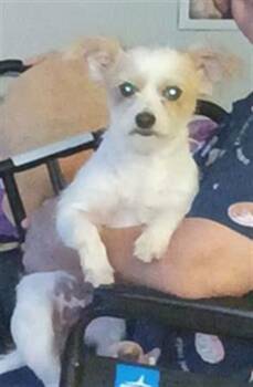 LORRAINE -  Terrier Dog for Adoption in San Antonio, Texas - LORRAINE | PetCurious