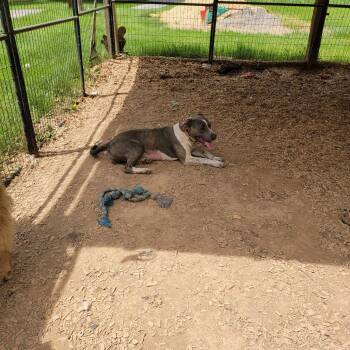 German Shorthaired Pointer and Pit Bull Terrier Dogs Available for Adoption in Rockaway, New Jersey - Joanie RDS | PetCurious