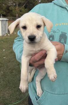 Rescue Labrador Retriever Dogs for Adoption in Greenville, North Carolina - Willow | PetCurious