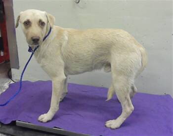 Labrador Retriever and Mixed Breed Dogs Available for Adoption in Houston, Texas - A2075591 | PetCurious